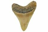Fossil Megalodon Tooth - North Carolina #368479-1